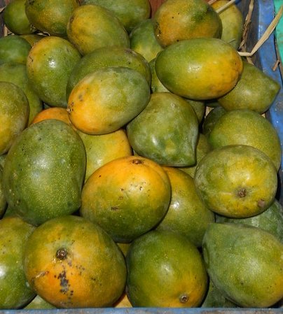 Kalapad Mango 4kg