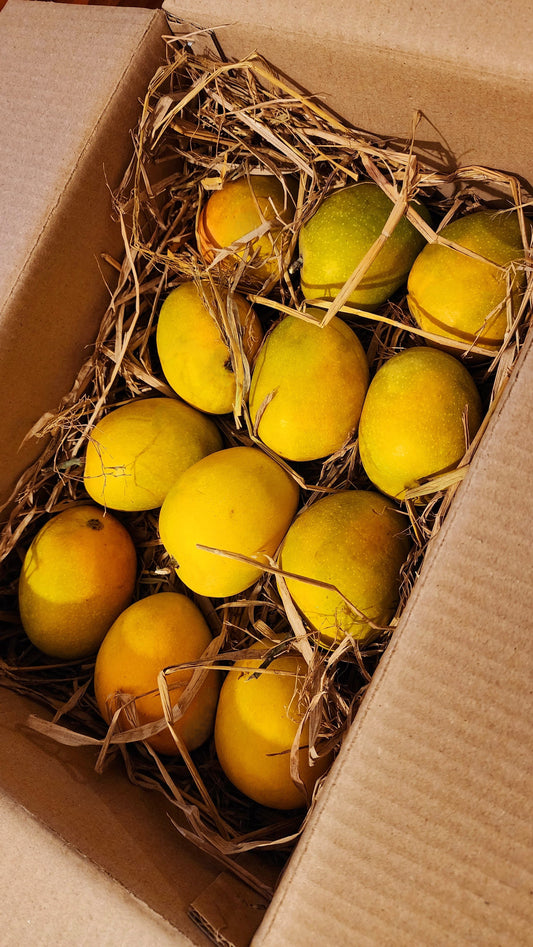 Ratnagiri Alphonso Mangoes (170-200)gm Each - 2.3kg