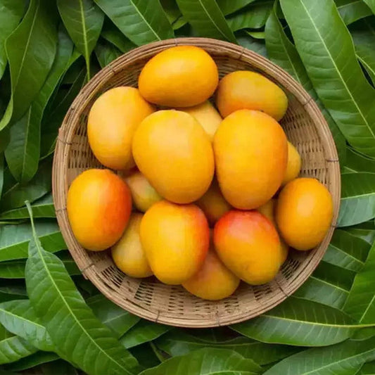 Salem Gundu Mango (A Size) - (200-250)grams - 12pcs