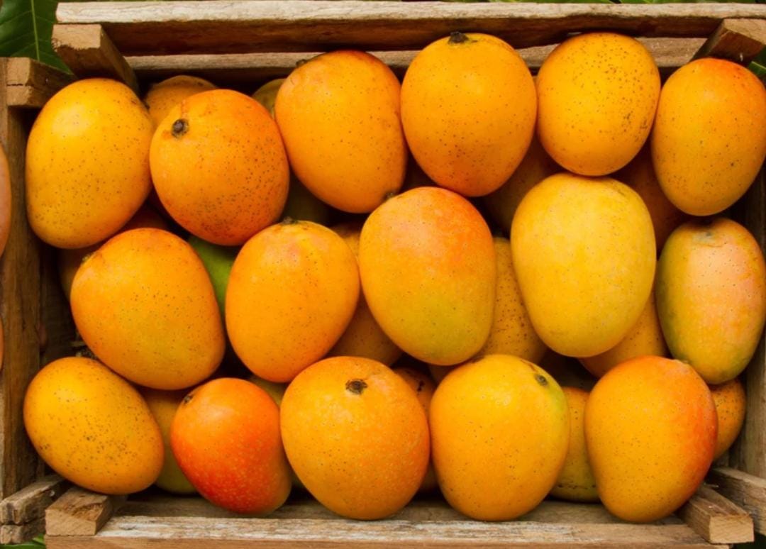 Organic Ratnagiri Alphonso Mangoes (A1+ Size) 12pcs (275-300)grams